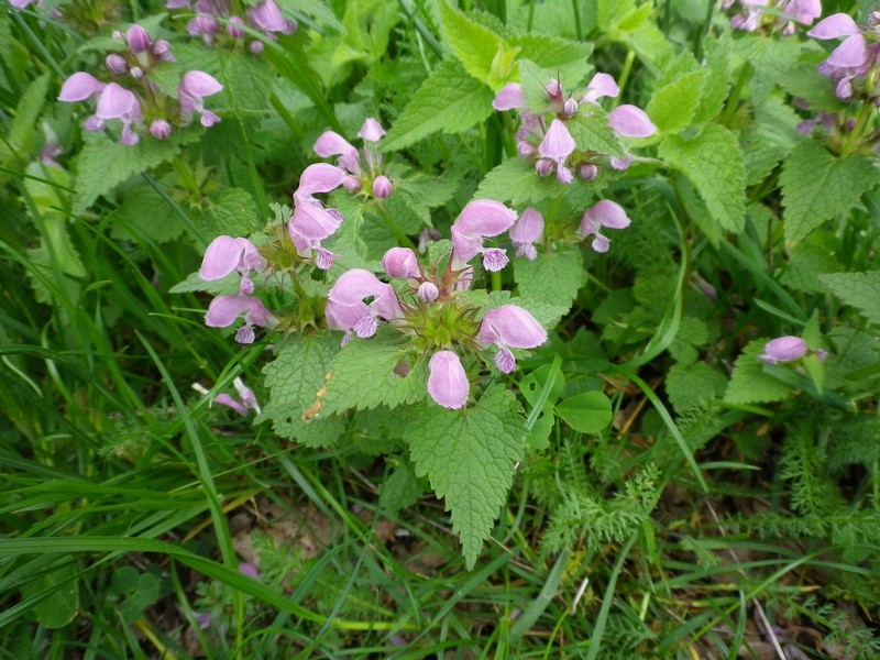 Lamium maculatum